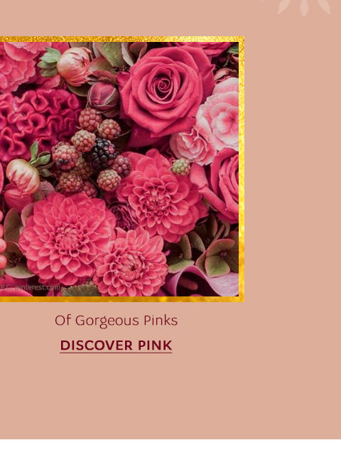 Lingerie Fest - Navratrisale - Colours - Pink