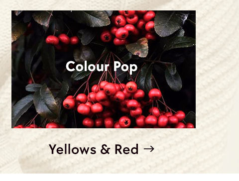 Zivame Winter Collection - ByColour - YellowandRed